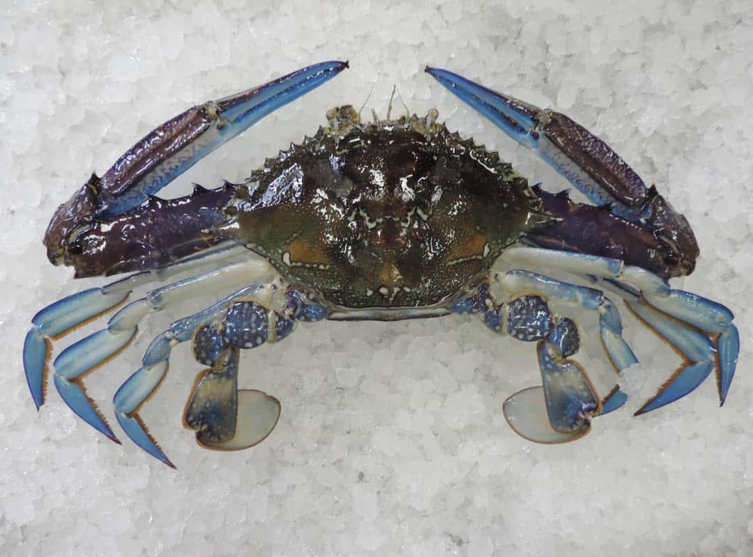 bluw-swimmer-crab